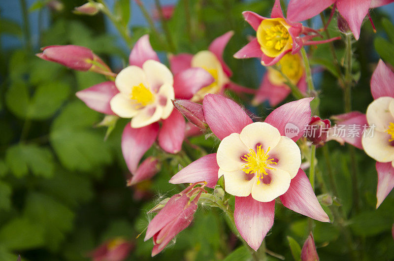 在巴塔哥尼亚的Aquilegia Caerulea花